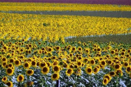 Plantações de girassol dão cor aos campos de Mato Grosso