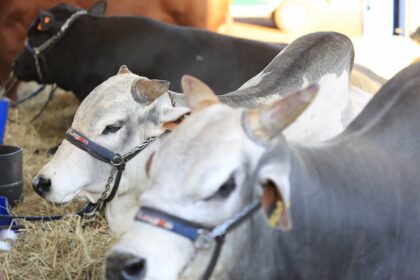 Do boi ao pasto: a soma positiva para o pecuarista vem de fora e do céu