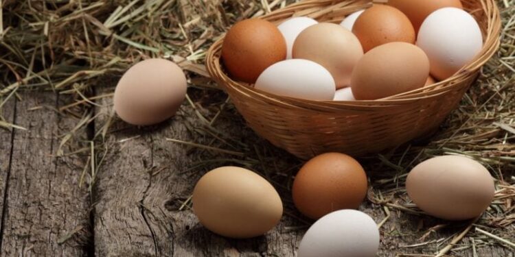 Confira o desempenho do ovo na granja, na 38ª semana do ano