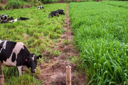 Sistema a pasto permite aumento de até 946% na produção de leite por hectare