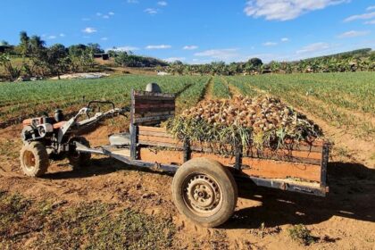 Pequeno produtor investe em cultivo de alho e colhe 12 toneladas em Goiás