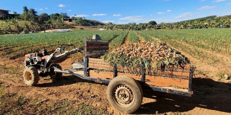 Pequeno produtor investe em cultivo de alho e colhe 12 toneladas em Goiás