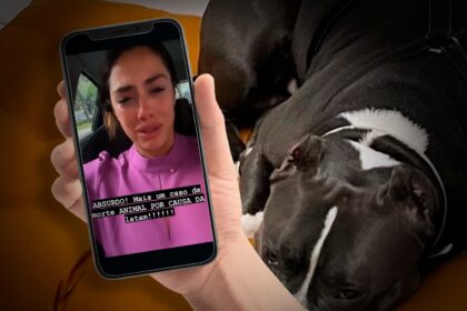 Após segunda morte de cachorro, Latam suspende transporte de pets