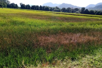 Estiagem no Rio Grande do Sul está secando rios que irrigam lavouras de arroz