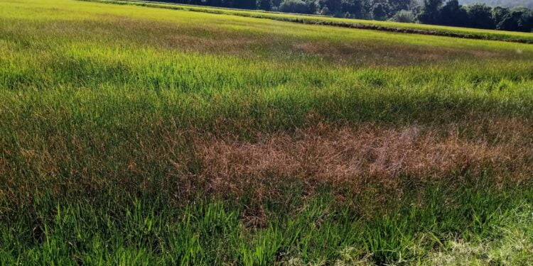 Estiagem no Rio Grande do Sul está secando rios que irrigam lavouras de arroz