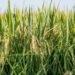 Produtores de arroz gaúchos miram exportações em 2021