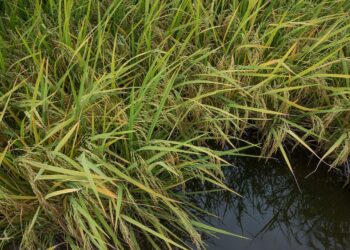 Custos de produção em alta preocupam arrozeiros para próxima safra