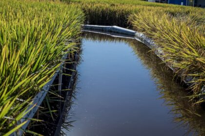 Especialista aponta eficiência produtiva em áreas de arroz irrigado