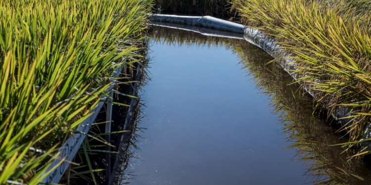 Zarc - Zoneamento Agrícola de Risco Climático do arroz irrigado é atualizado para SC, RS e PR