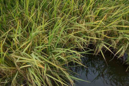 Brasil exportou mais de 104 mil toneladas de arroz em março, diz Abiarroz