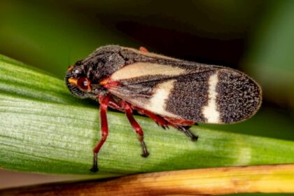 Cigarrinhas das pastagens causam prejuízos aos pecuaristas