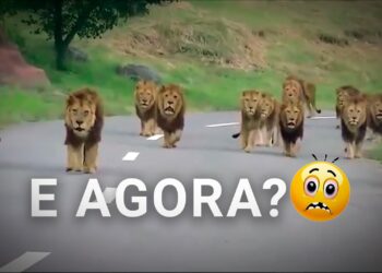 Assustador! Vídeo registra vários Leões caminhando em direção ao carro