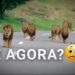 Assustador! Vídeo registra vários Leões caminhando em direção ao carro
