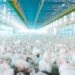 Em Goiás, abate de frangos fecha 2021 com números recordes