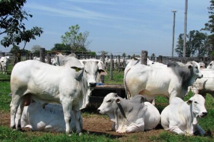 Boi: baixa oferta de animais limita queda do indicador