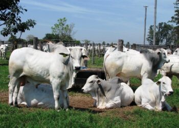 Boi: abate total de bovinos em MT totalizou 445,51 mil cabeças em maio e junho