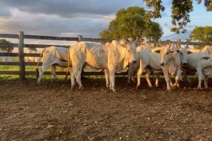 Arroba do boi 11 de maio 2021: em Mato Grosso, boi gordo segue em ligeira queda