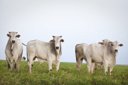 Senar-MT disponibiliza 2 novos treinamentos sobre carnes bovinas