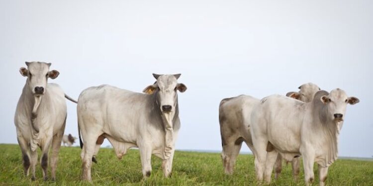 Senar-MT disponibiliza 2 novos treinamentos sobre carnes bovinas