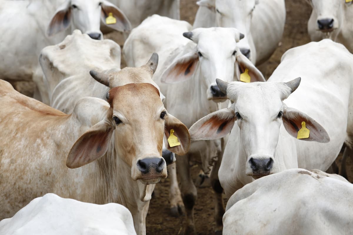 Boi: abate de bovinos em Mato grosso recuou, confira