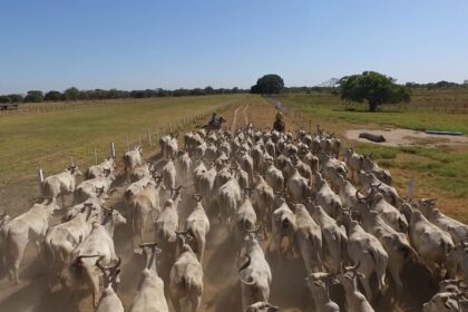 Mato Grosso segue com maior rebanho bovino do país, aponta IMEA