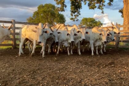 Preços agropecuários sobem no 1ª trimestre de 2021 frente ao mesmo período de 2020