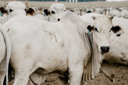 Confira o desempenho do boi, suíno e frango vivos em janeiro de 2021