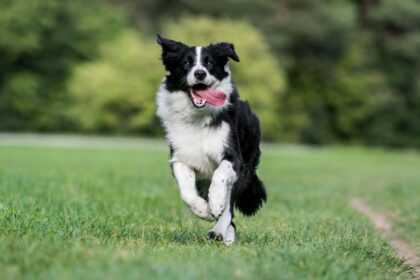 Border Collie: saiba mais sobre essa raça incrível!