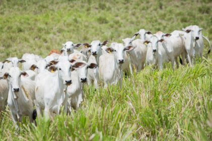 3º Fórum Goiás Livre de Febre Aftosa Sem Vacinação será realizado no dia 9 de dezembro