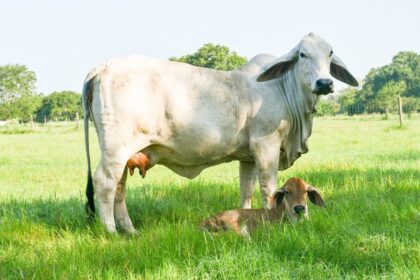 Raça Brahman impressiona pela alta performance na neve