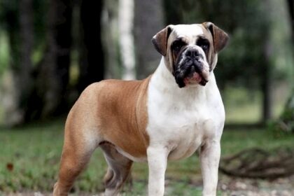 Conheça o famoso "Cão Boiadeiro" Buldogue Campeiro