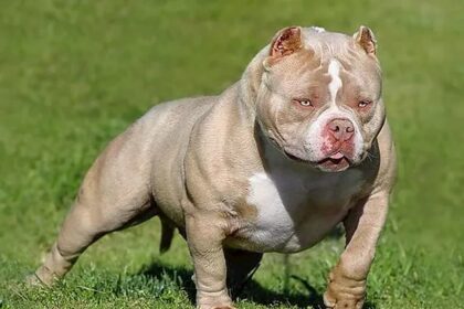 Conheça mais da raça American Bully "Valentão Americano"