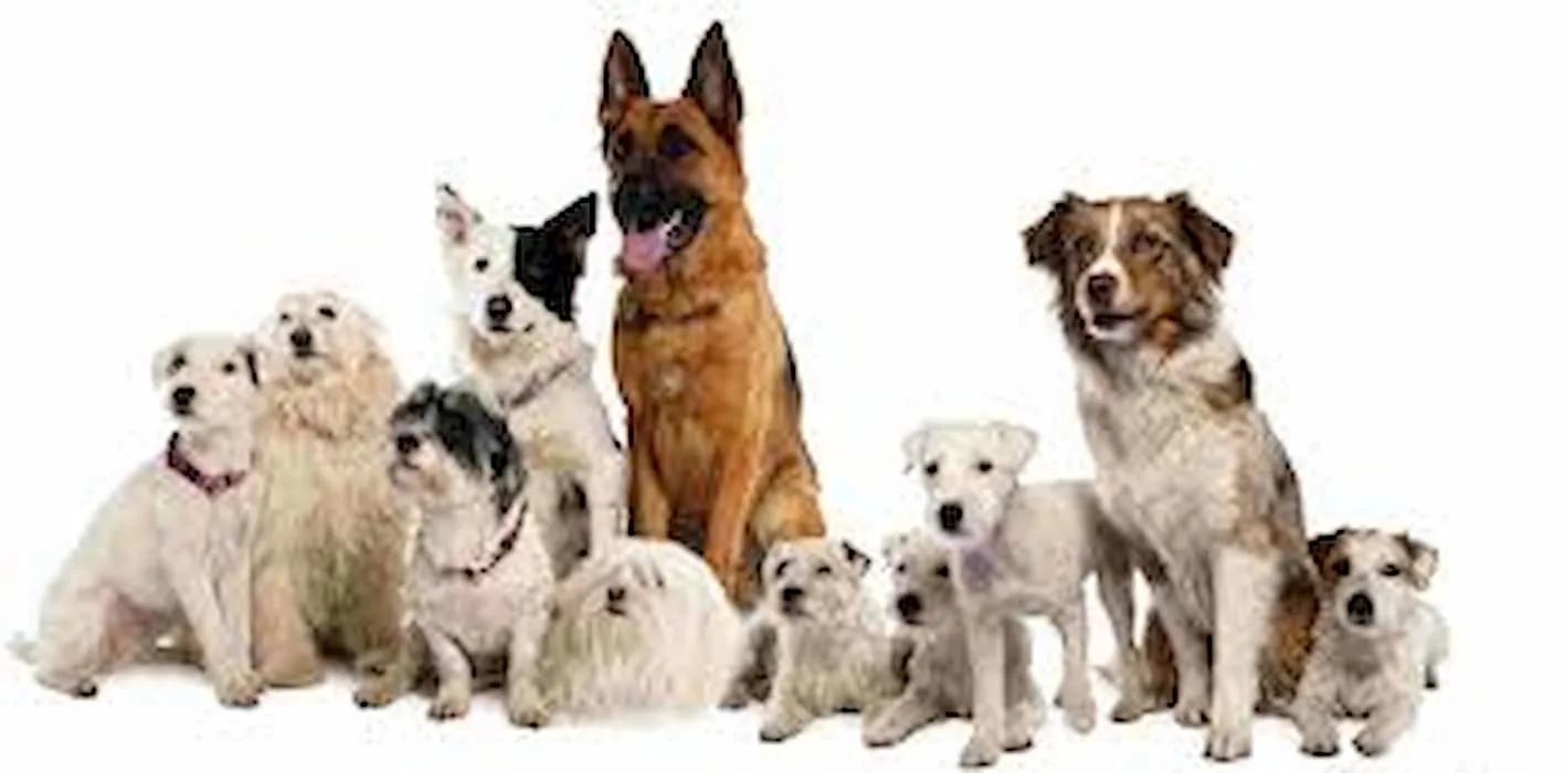Conheça 8 raças de cachorros mais queridas do Brasil