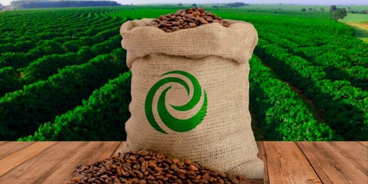 Colheita de café da safra 2021 alcança 54% no Brasil