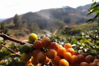 Café da região do Caparaó é reconhecido como Indicação Geográfica