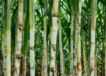 Geadas e estiagem impactam a produção de cana-de-açúcar