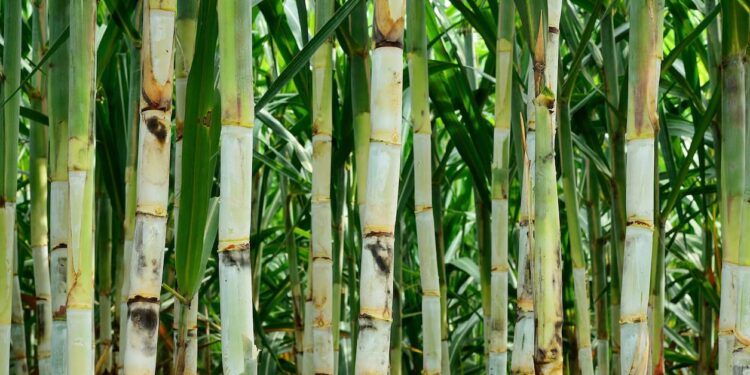 Geadas e estiagem impactam a produção de cana-de-açúcar