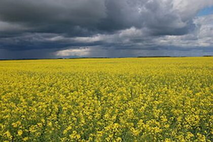 Canola apresenta boa perspectiva de produtividade