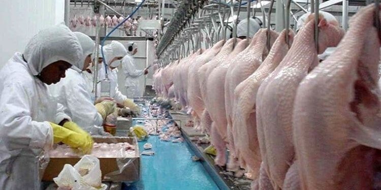 Exportações de frango mantém desempenho mais significativo dos últimos 4 meses