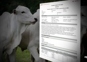 Casos de "Vaca louca" não representam riscos à pecuária nacional, diz OIE