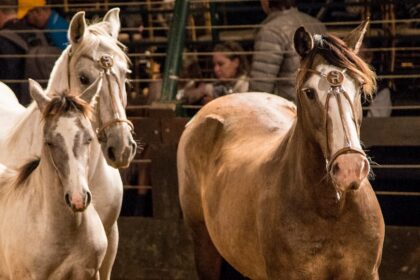 Cavalo Crioulo Credito Cao Ferreira Divulgacao 1