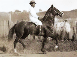 cavalo Mangalarga