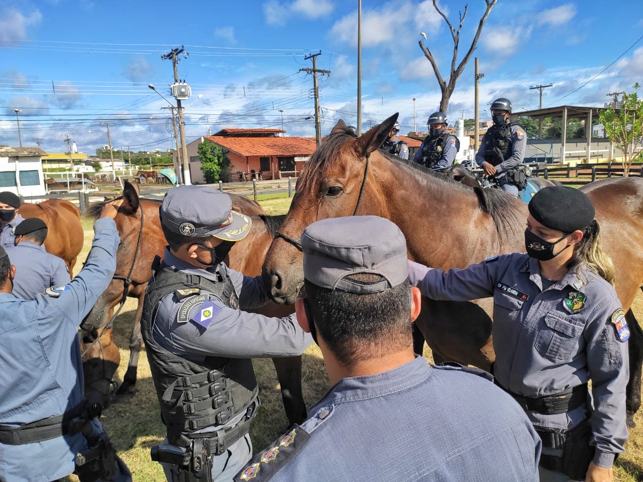 Cavalos policiais