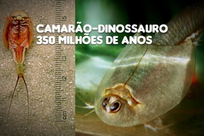 Centenas de “Camarão-dinossauro” são encontrados no deserto do Arizona