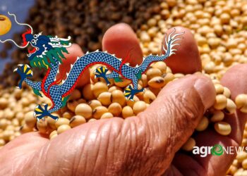 China pretende plantar 1 milhão de hectares em consórcio de soja e milho