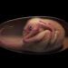 Cientistas descobrem embrião de dinossauro perfeitamente preservado
