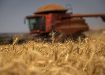 Trigo: colheita de safra recorde tem início com produtores otimistas