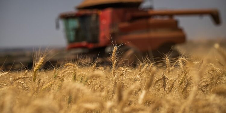 Soja, arroz e trigo mostram desempenho positivo em Goiás, de acordo com o último levantamento da safra 2020/21
