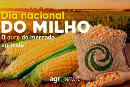 Milho, ouro do mercado agrícola