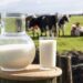 Ministério da Agricultura renova autorização que facilita venda de leite por pequenos laticínios